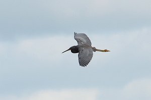 Heron, Tricolored, 2012-12291356 South Padre Island, TX